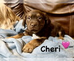 Small Photo #2 American Staffordshire Terrier-Unknown Mix Puppy For Sale in Holly Springs, NC, USA