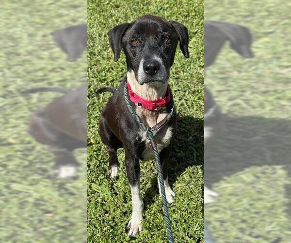 Medium Photo #1 Labrador Retriever-Unknown Mix Puppy For Sale in Fort Lauderdale, FL, USA