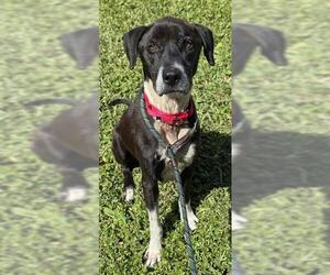Medium Labrador Retriever Mix