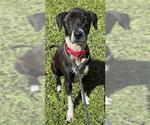 Small Labrador Retriever Mix