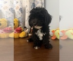 BichPoo puppies - Male Bichpoo Puppy for Sale - Photo #26