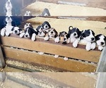 Small #6 Bluetick Coonhound