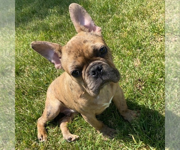 Medium Photo #1 French Bulldog Puppy For Sale in MILLVILLE, NJ, USA