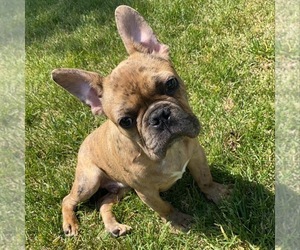 Father of the French Bulldog puppies born on 07/16/2025