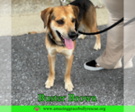 Small #1 Beagle-Coonhound Mix