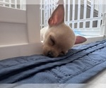 Baby Girl - Female Chihuahua Puppy for Sale - Photo #8