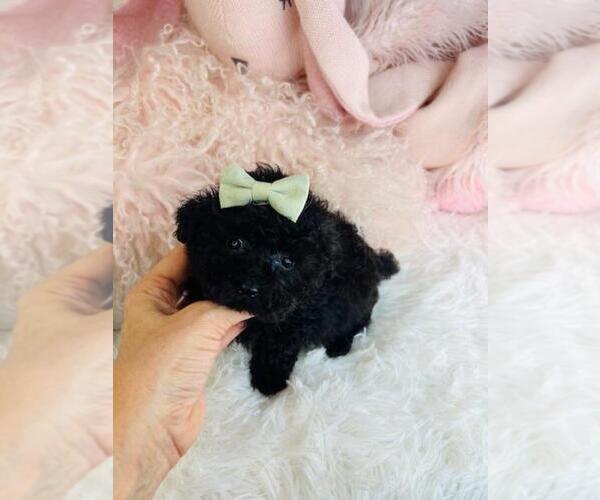 Medium Photo #1 Poodle (Toy) Puppy For Sale in PEMBROKE PINES, FL, USA