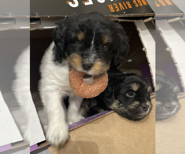 Medium Photo #2 Mutt Puppy For Sale in Rochester, NY, USA