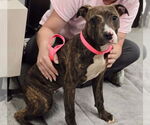 Small #1 American Pit Bull Terrier Mix