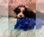 Small Photo #2 Aussiedoodle Miniature  Puppy For Sale in TRAFALGAR, IN, USA
