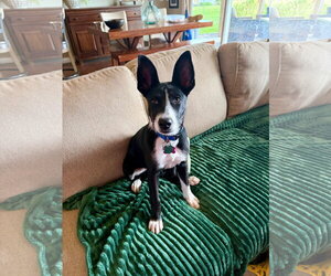 Mutt Dogs for adoption in New London, WI, USA