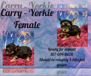 Yorkshire Terrier Puppy for sale in AZLE, TX, USA