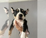 Small #1 American Bully