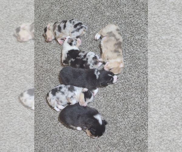Medium Photo #5 Pembroke Welsh Corgi Puppy For Sale in WINFIELD, PA, USA