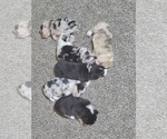 Small #4 Pembroke Welsh Corgi
