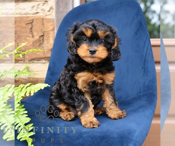 Medium Photo #2 Cavapoo (Miniature) Puppy For Sale in NARVON, PA, USA