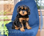 Willow - Female Cavapoo (Miniature) Puppy for Sale - Photo #2