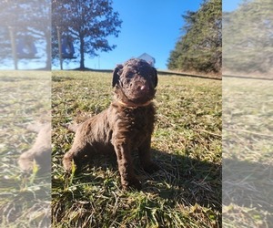 Aussiedoodle Puppy for sale in FORT ASHBY, WV, USA