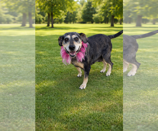 Medium Photo #2 Bluetick Coonhound-Unknown Mix Puppy For Sale in White Bluff, TN, USA