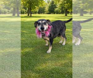 Sissy  (mm) - Female Bluetick Coonhound-Unknown Mix Dog for Adoption - Photo #2