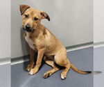 Small #2 Labrador Retriever Mix
