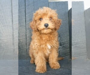 Cavapoo-Poodle (Standard) Mix Puppy for sale in FREDERICKSBURG, OH, USA