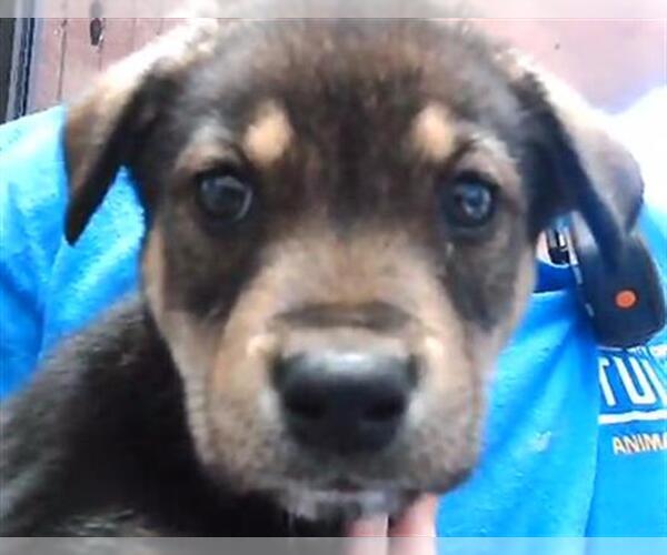 Medium Photo #1 German Shepherd Dog-Unknown Mix Puppy For Sale in Tulsa, OK, USA