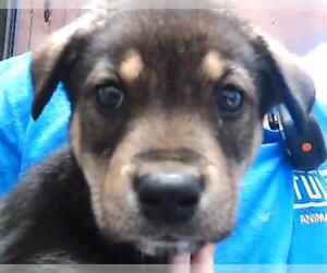 German Shepherd Dog-Unknown Mix Dogs for adoption in Tulsa, OK, USA