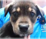 Small German Shepherd Dog Mix