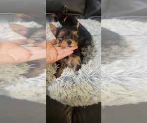 Yorkshire Terrier Puppy for sale in PALMDALE, CA, USA
