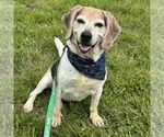Small #3 Beagle