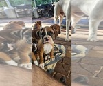Puppy Hook Boxer