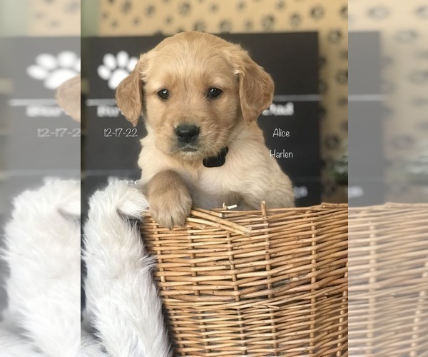 Medium Photo #2 Golden Retriever Puppy For Sale in SONORA, KY, USA