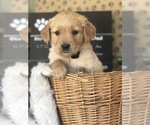 Small Photo #2 Golden Retriever Puppy For Sale in SONORA, KY, USA