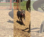 Small #5 American Pit Bull Terrier Mix