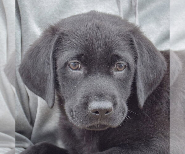 Medium Photo #5 Mutt Puppy For Sale in Huntley, IL, USA