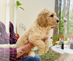 Small Photo #2 Double Doodle Puppy For Sale in MAGNOLIA, TX, USA