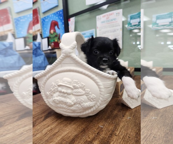 Medium Photo #1 Shih Tzu-Unknown Mix Puppy For Sale in New London, WI, USA