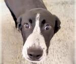 Small #1 Australian Kelpie-Labrador Retriever Mix