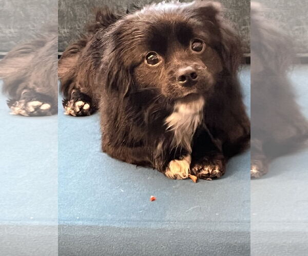 Medium Photo #2 Pekingese-Unknown Mix Puppy For Sale in Plainfield, IL, USA