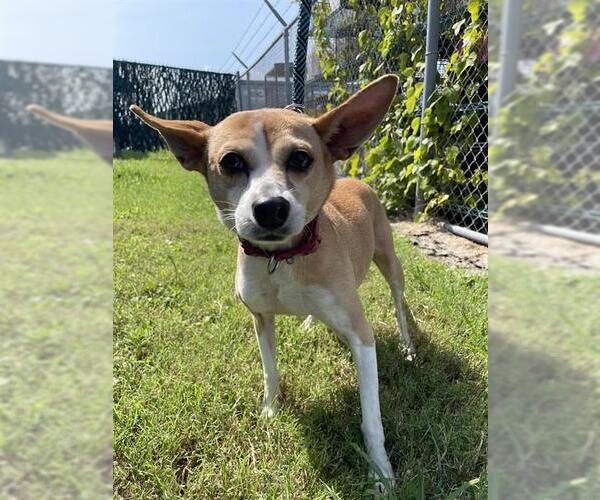 Medium Photo #1 Rat Terrier Puppy For Sale in Corpus Christi, TX, USA
