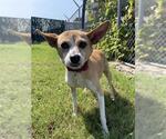 Small Rat Terrier