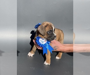 Boxer Puppy for sale in ALAMOSA, CO, USA