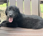 Puppy Baby Blue Gollie
