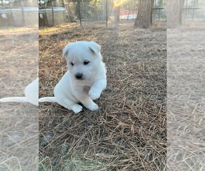 Jindo Dog Puppy for Sale in WAVERLY, Alabama USA
