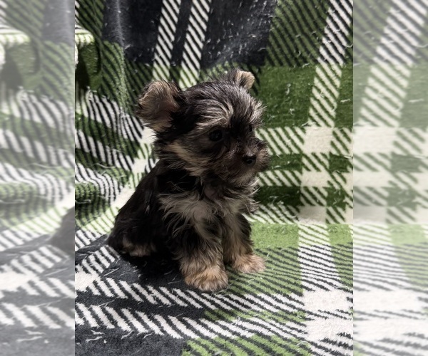 Medium Photo #6 Morkie Puppy For Sale in GUTHRIE, KY, USA