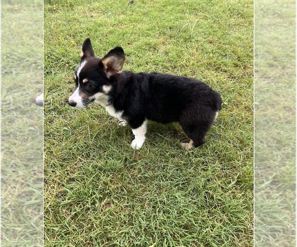 Medium Photo #3 Pembroke Welsh Corgi Puppy For Sale in COMANCHE, TX, USA