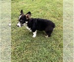 Small #2 Pembroke Welsh Corgi