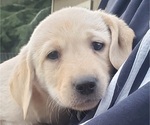 Puppy Yellow male Labrador Retriever