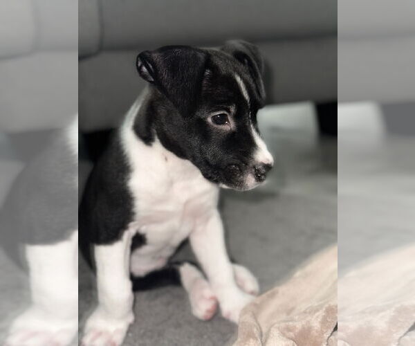 Medium Photo #12 Labrador Retriever Puppy For Sale in The Woodlands, TX, USA